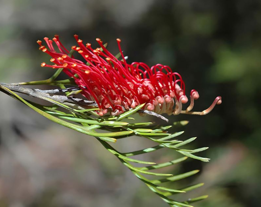 Grevillea hookeriana