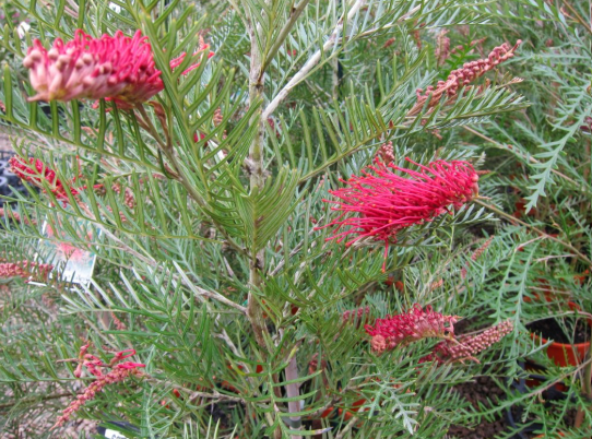 Grevillea hookeriana