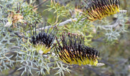 Grevillea hookeriana Black Flowering Form