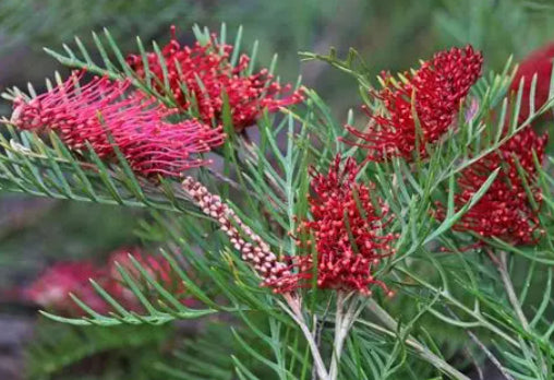 Grevillea Red Hooks