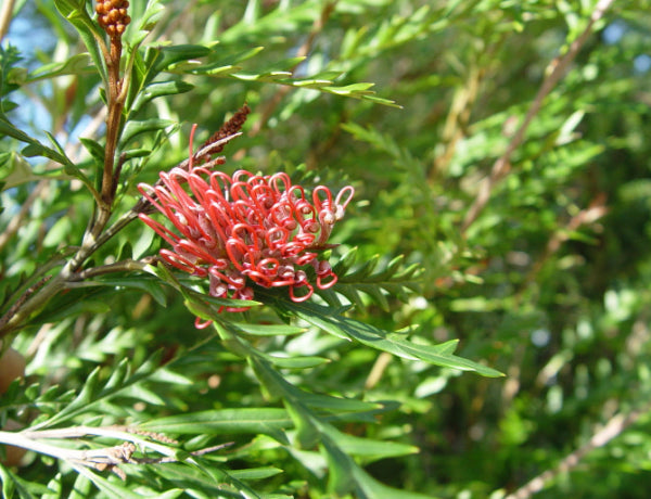 Grevillea Ivanhoe