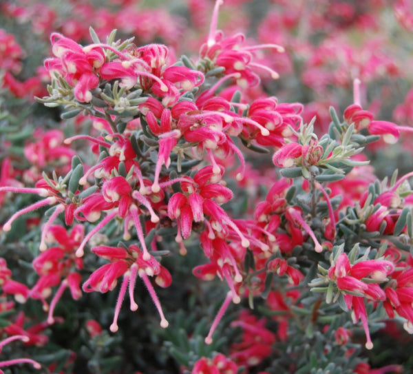 Grevillea Jelly Baby