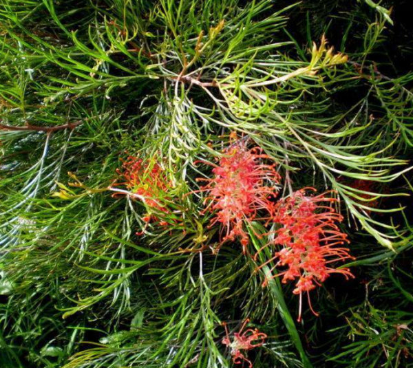 Grevillea Jester