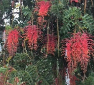 Grevillea Jingle Bells Grafted