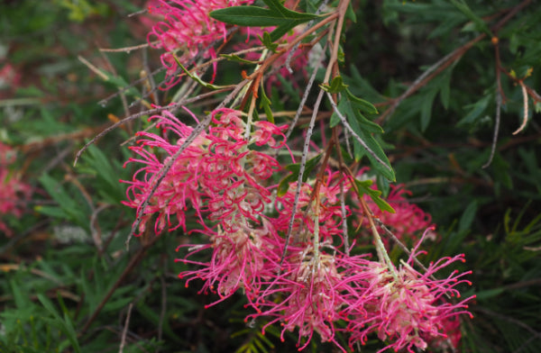 Grevillea juniperina PBR Boorloo Moon