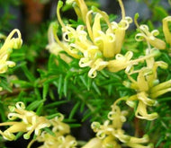 Grevillea juniperina Prostrate Gold