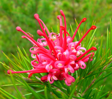 Grevillea juniperina Prostrate Red