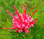 Grevillea juniperina Prostrate Red