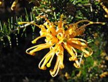 Grevillea juniperina Prostrate Yellow