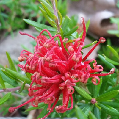 Grevillea juniperina Red
