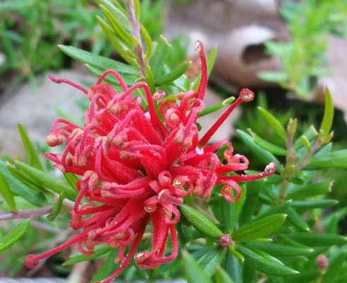Grevillea juniperina Red