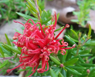 Grevillea juniperina Red