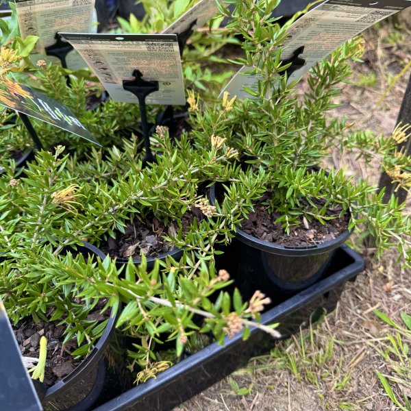 Grevillea juniperina x. rhyolitica Sunkissed