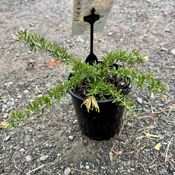 Grevillea juniperina x. rhyolitica Sunkissed