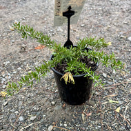 Grevillea juniperina x. rhyolitica Sunkissed