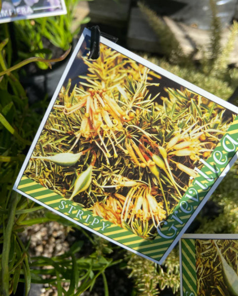 Grevillea juniperina Variegated Stripey