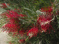 Grevillea Karijini Moon