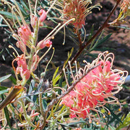 Grevillea Kay Williams
