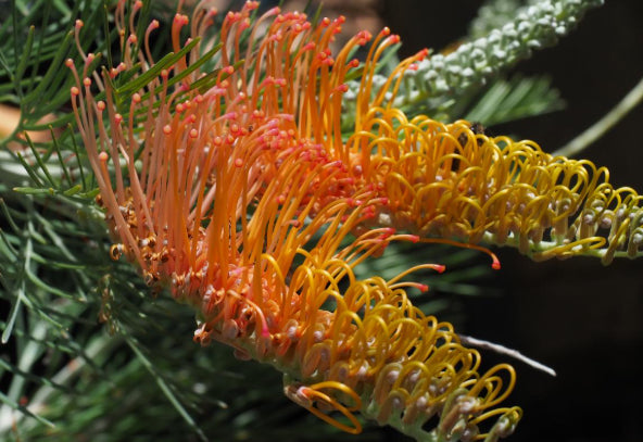 Grevillea PBR Kimberley Moon