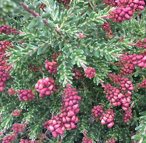 Grevillea lanigera Kangarutha Form