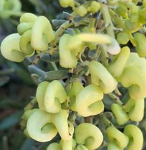 Grevillea lanigera Lutea