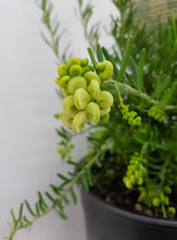 Load image into Gallery viewer, Grevillea lanigera Lutea
