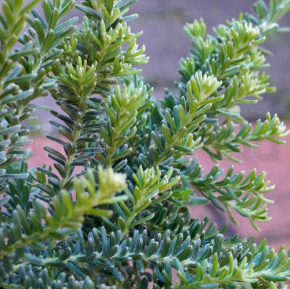Grevillea lanigera Mello Yellow