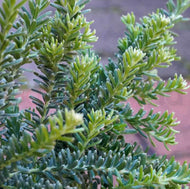 Grevillea lanigera Mello Yellow PBR