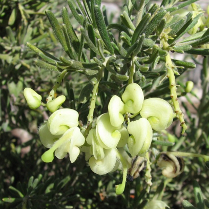 Grevillea lanigera Mello Yellow