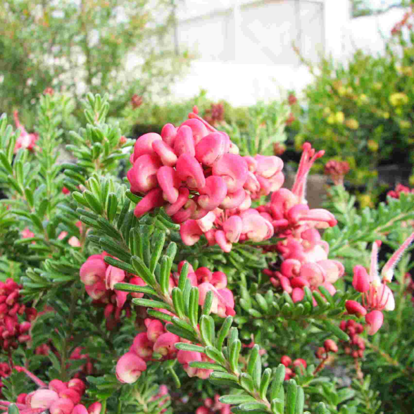 Grevillea lanigera Mount Tamboritha