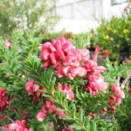 Grevillea Mount Tamboritha