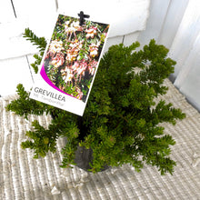 Load image into Gallery viewer, Grevillea Mount Tamboritha
