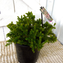 Load image into Gallery viewer, Grevillea Mount Tamboritha
