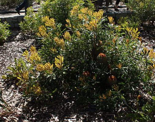 Grevillea lanigera Woolly Grevillea prostrate