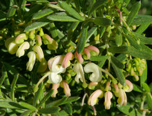 Load image into Gallery viewer, Grevillea lanigera Woolly Grevillea prostrate
