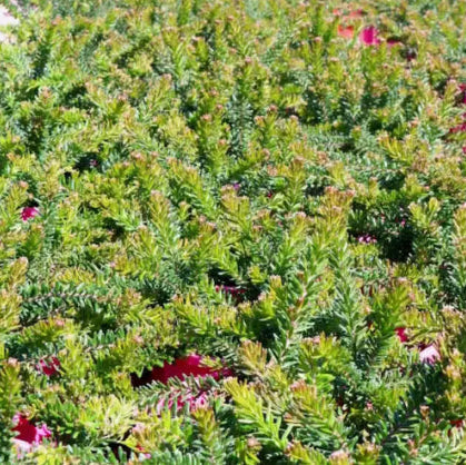 Grevillea lanigera Woolly Bear Hero