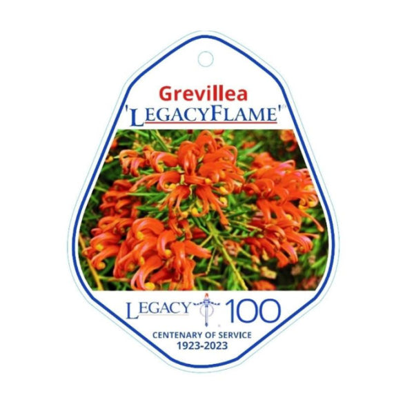 Grevillea Legacy Flame