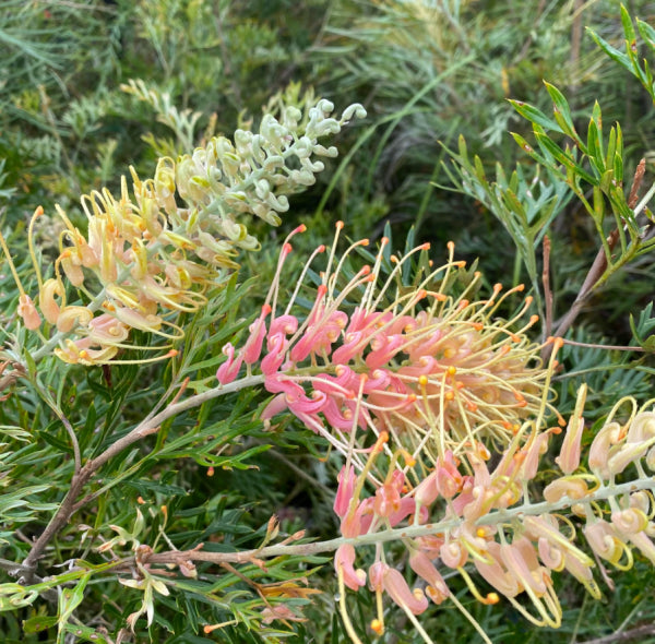 Grevillea Lemon Baby