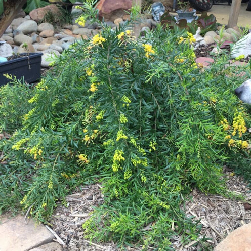 Grevillea Lemon Daze