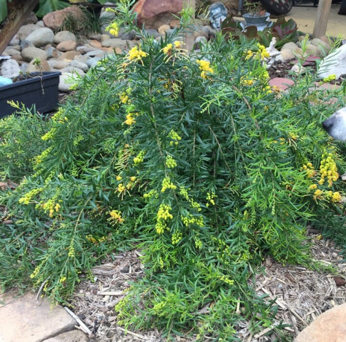 Grevillea Lemon Daze