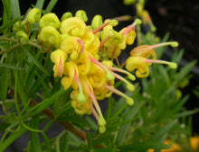 Load image into Gallery viewer, Grevillea Lemon Daze
