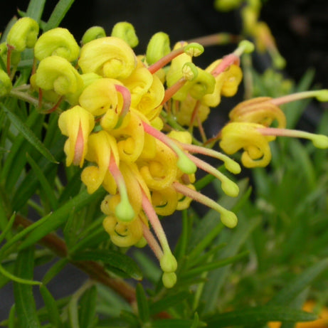 Grevillea Lemon Daze
