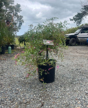 Load image into Gallery viewer, Grevillea leptobotrys Lilac Tangles  Grafted
