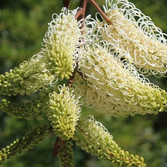 Grevillea leucopteris Grafted