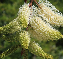 Load image into Gallery viewer, Grevillea leucopteris
