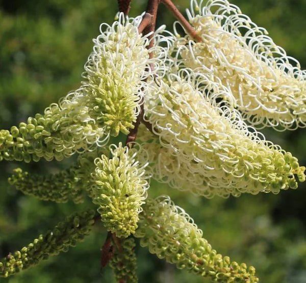 Grevillea leucopteris