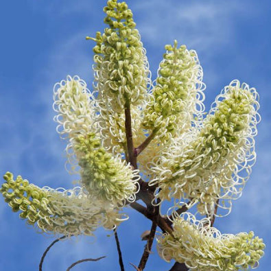 Grevillea leucopteris Grafted