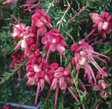 Grevillea lanigera Little Drummer Boy