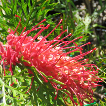 Grevillea Little Robyn