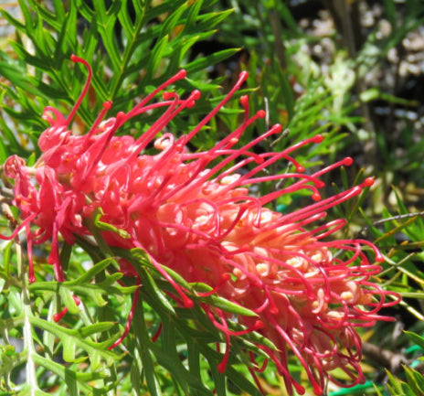 Grevillea Little Robyn – Mountain View Nursery